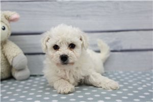 Gunther - puppy for sale