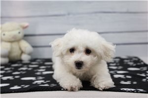 Emilio - Bichon Frise for sale