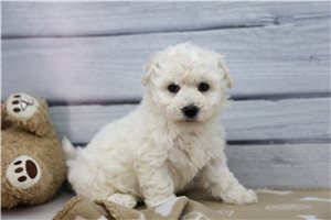 Gina - Bichon Frise for sale