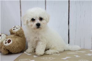 Gunther - Bichon Frise for sale