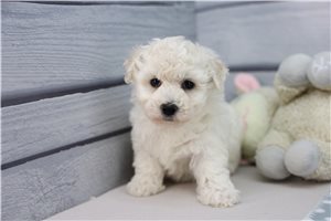 Gina - Bichon Frise for sale