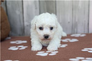Lydia - Bichon Frise for sale