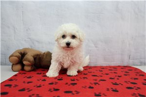 Eleanor - puppy for sale