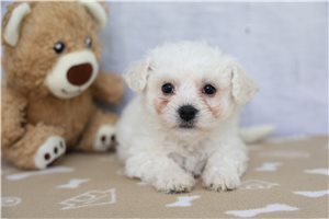 Ritzie - Bichon Frise for sale