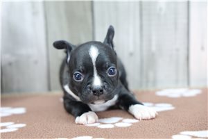 Nicolas - Boston Terrier for sale