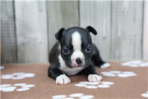 Nigel - Boston Terrier for sale