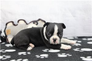 Cece - Boston Terrier for sale