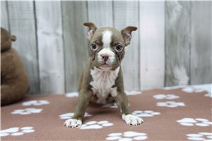 Nyla - Boston Terrier for sale