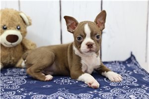 Foster - Boston Terrier for sale