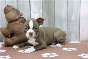 Neveah - Boston Terrier for sale
