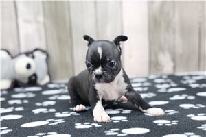 Nora - Boston Terrier for sale