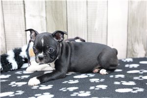Nora - Boston Terrier for sale