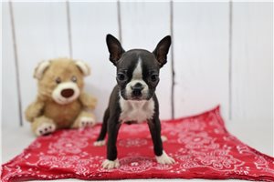 Flicka - puppy for sale