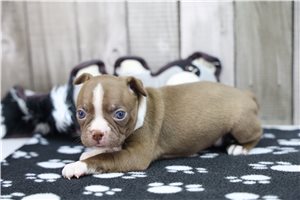 Noelle - Boston Terrier for sale