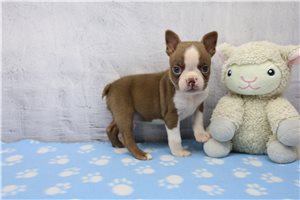 Cabo - puppy for sale