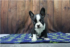 Nikau - Boston Terrier for sale