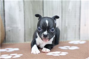 Nora - Boston Terrier for sale