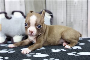 Nyla - Boston Terrier for sale