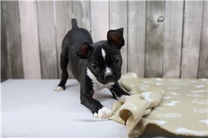 Nicolas - Boston Terrier for sale