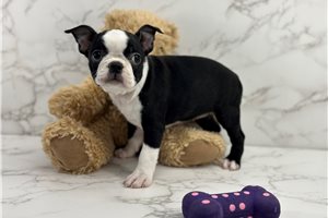Bridget - Boston Terrier for sale