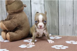Nyla - Boston Terrier for sale