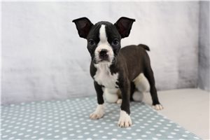 Norm - Boston Terrier for sale