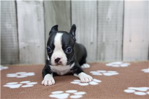Norm - Boston Terrier for sale