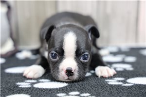 Nigel - Boston Terrier for sale