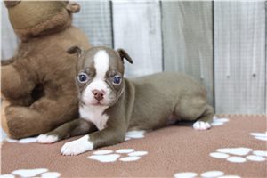 Neveah - Boston Terrier for sale