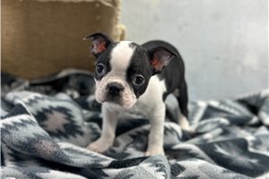 Beverly - Boston Terrier for sale