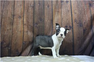 Nitro - Boston Terrier for sale