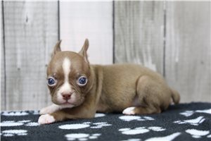 Nikita - Boston Terrier for sale