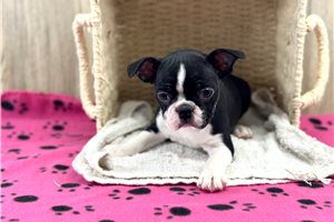 Beatrix - Boston Terrier for sale