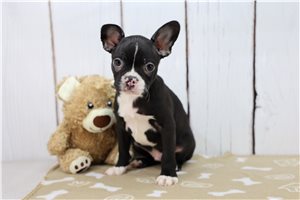 Francisco - Boston Terrier for sale