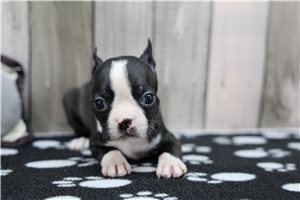 Norm - Boston Terrier for sale