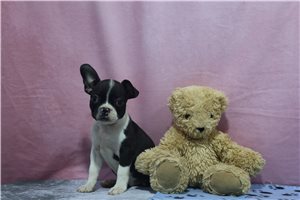 Sammi - Boston Terrier for sale