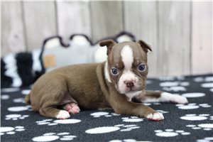 Neveah - Boston Terrier for sale