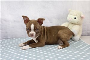 Nyla - Boston Terrier for sale