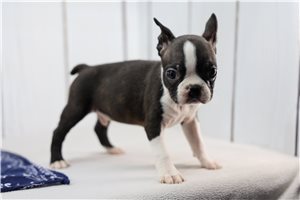 Frankie - puppy for sale