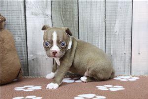 Noelle - Boston Terrier for sale