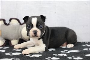 Benji - Boston Terrier for sale