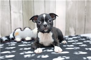 Nicolas - Boston Terrier for sale