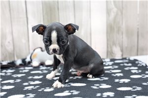 Nigel - Boston Terrier for sale
