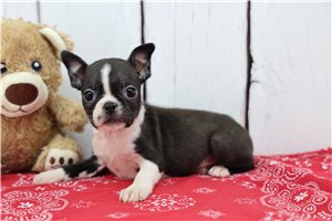 Freya - puppy for sale