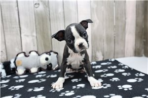 Norm - Boston Terrier for sale