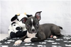 Nicolas - Boston Terrier for sale