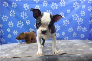 Nitro - Boston Terrier for sale