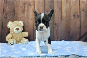 Sammi - Boston Terrier for sale