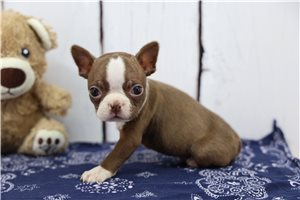 Finley - puppy for sale