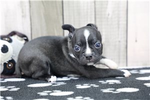Nicolas - Boston Terrier for sale